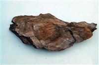 藏品(植物化石)的圖片